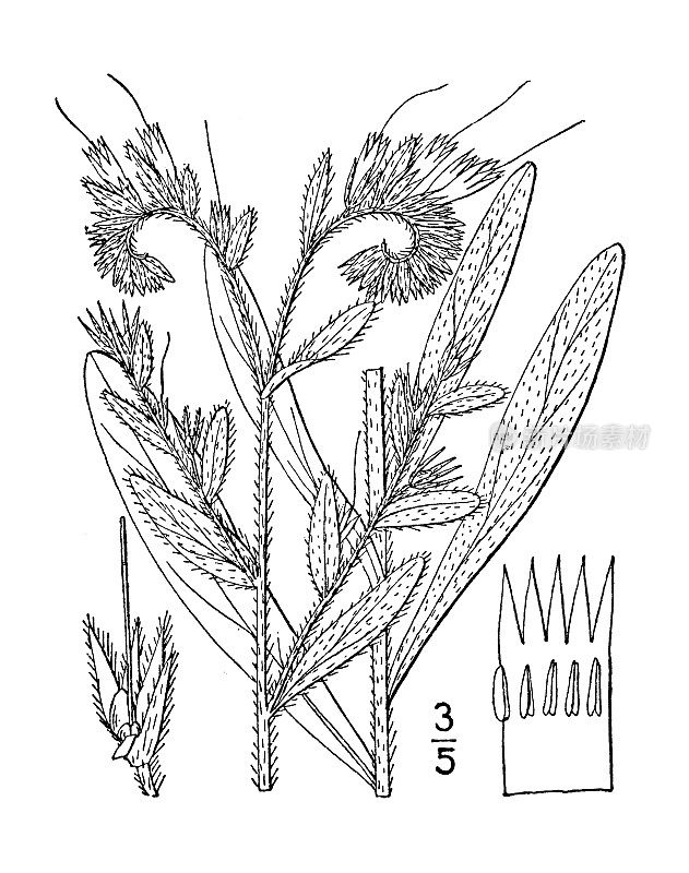 古植物学植物插图:Onosmodium Virginianum, Virginia false gromwell